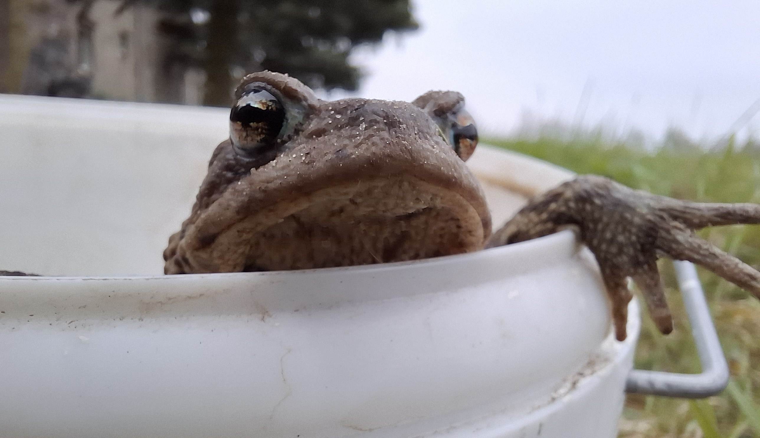 Foto: Katrin Mielsch, Lizenz: Naturwacht Hoher Fläming