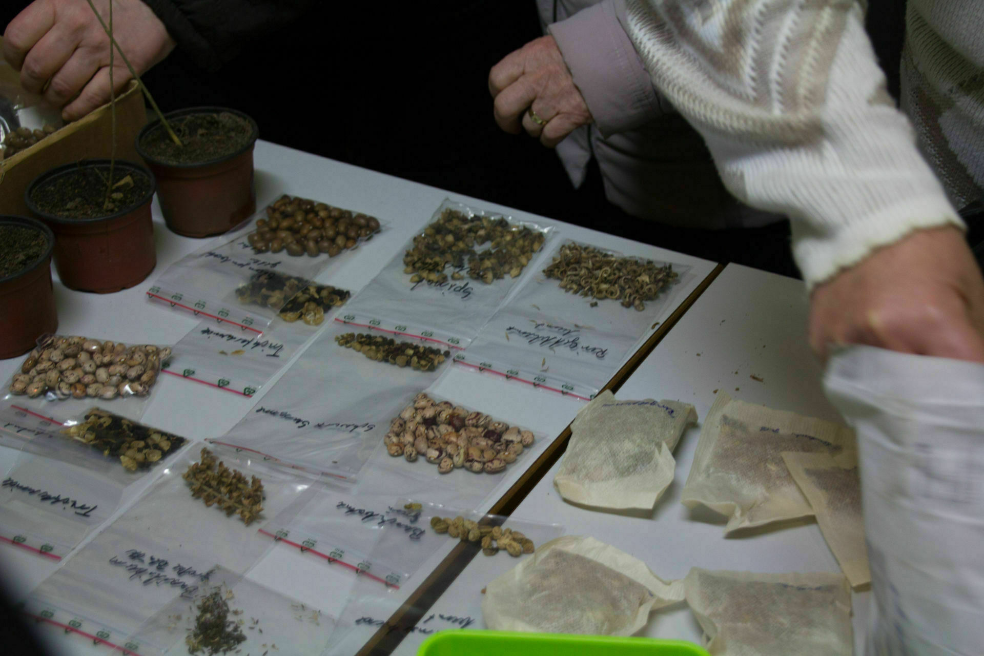 Samentausch,, Foto: Bansen/Wittig, Lizenz: Bansen/Wittig