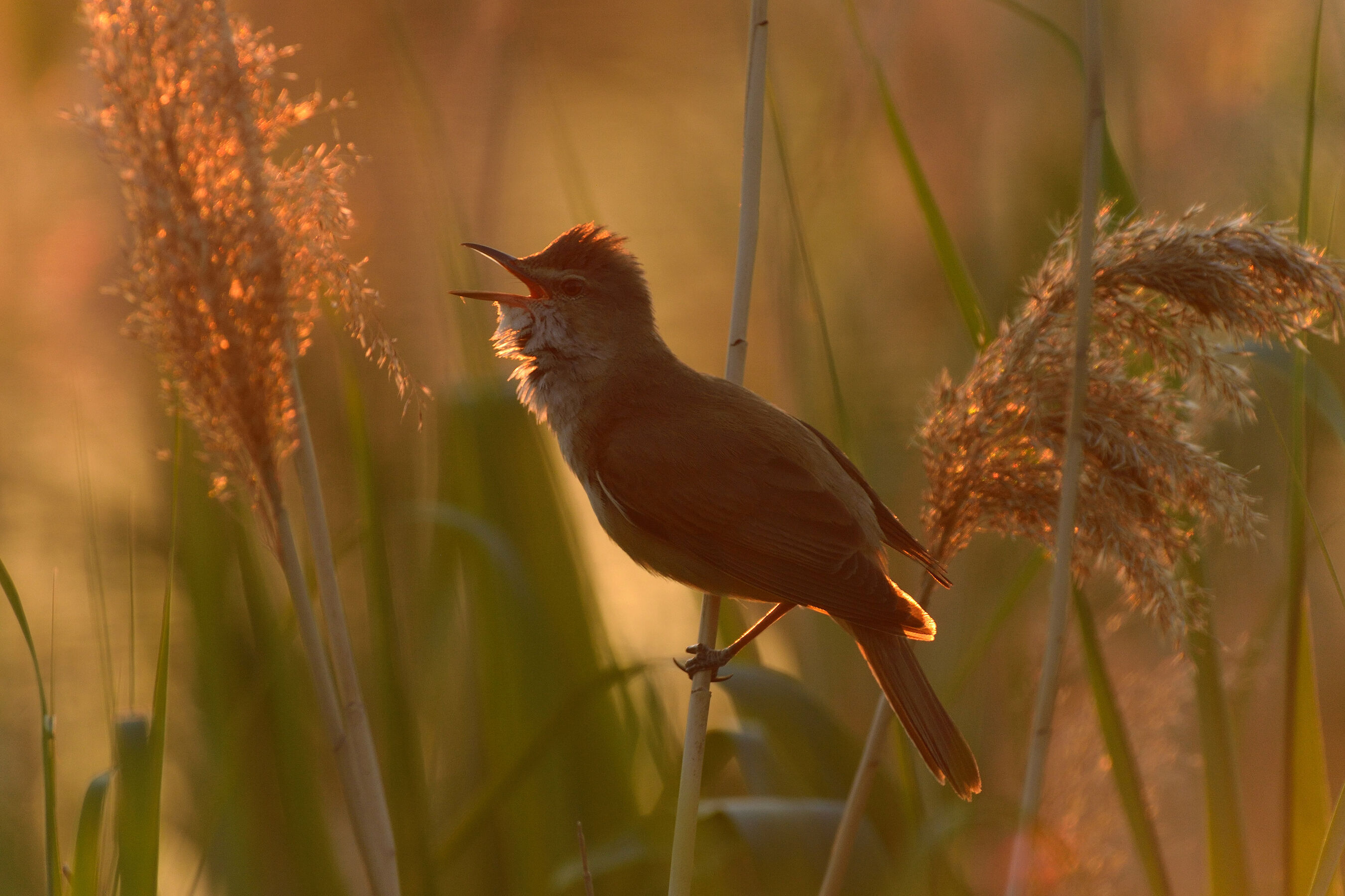 Drosselrohrsänger, Foto: Andreas Richter, Lizenz: NaturSchutzFonds Brandenburg