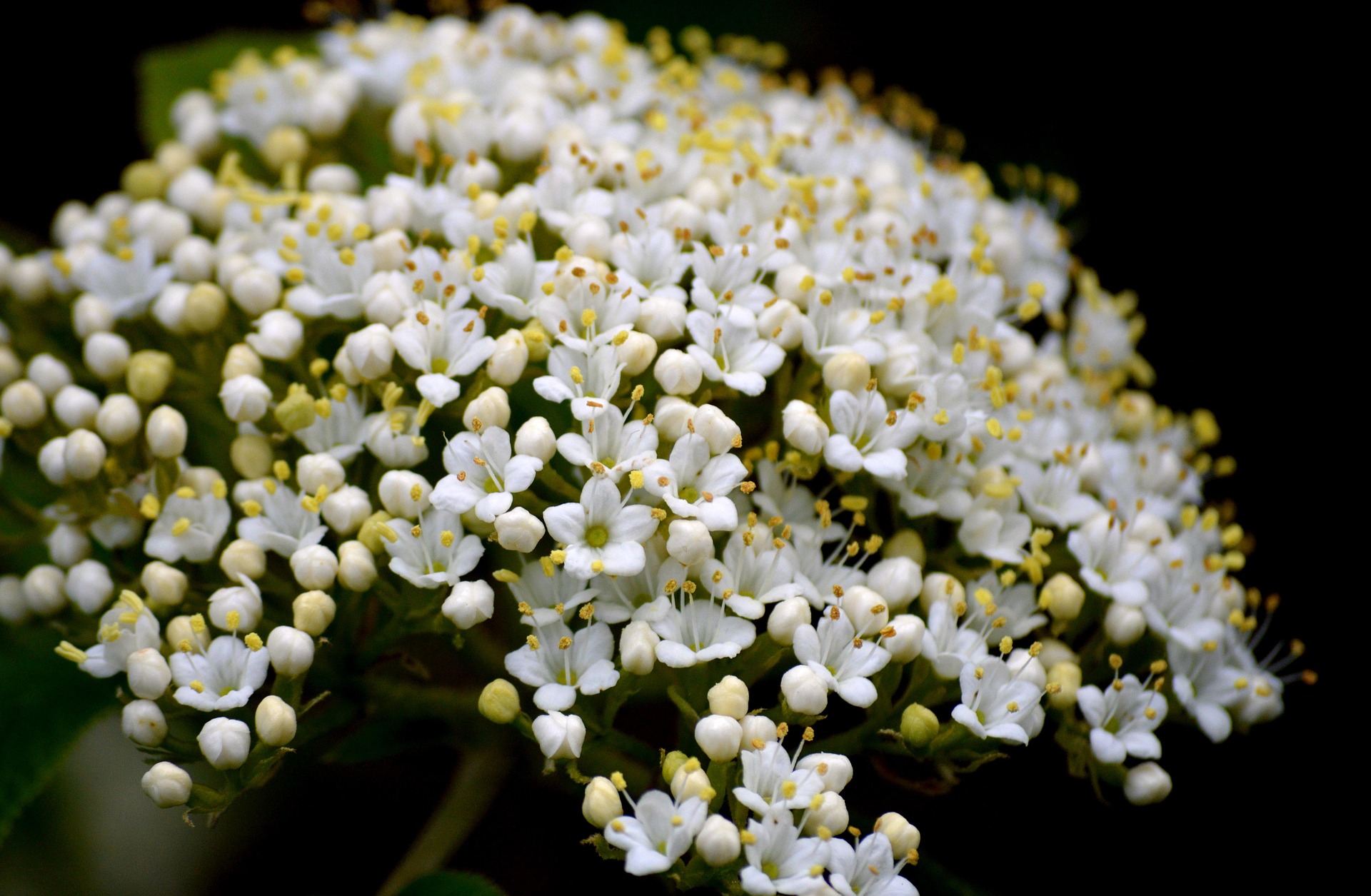 Foto: Frauke Riether from pixabay.com