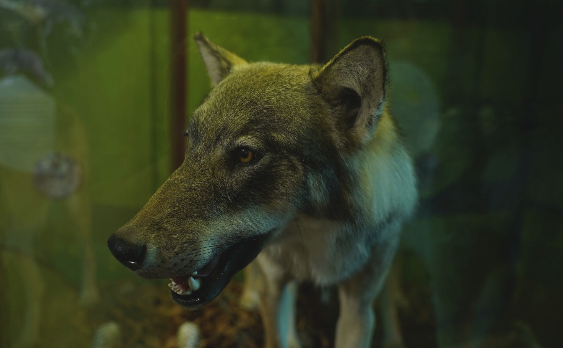 Foto: Julia Borchardt/vivografie.de, Lizenz: Naturparkverein Hoher Fläming e.V.
