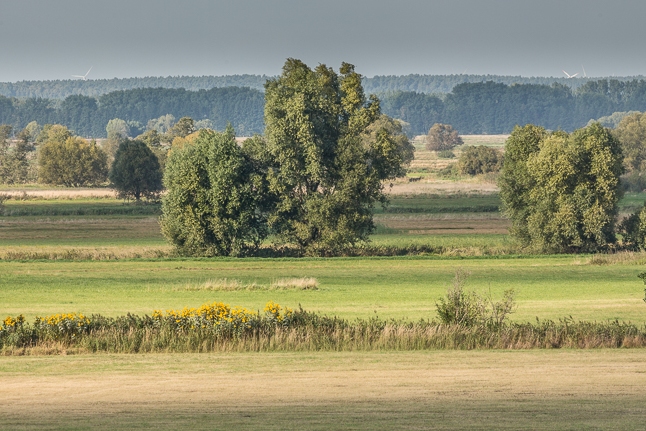Foto: Steffen Bohl, Lizenz: Landesamt für Umwelt Brandenburg