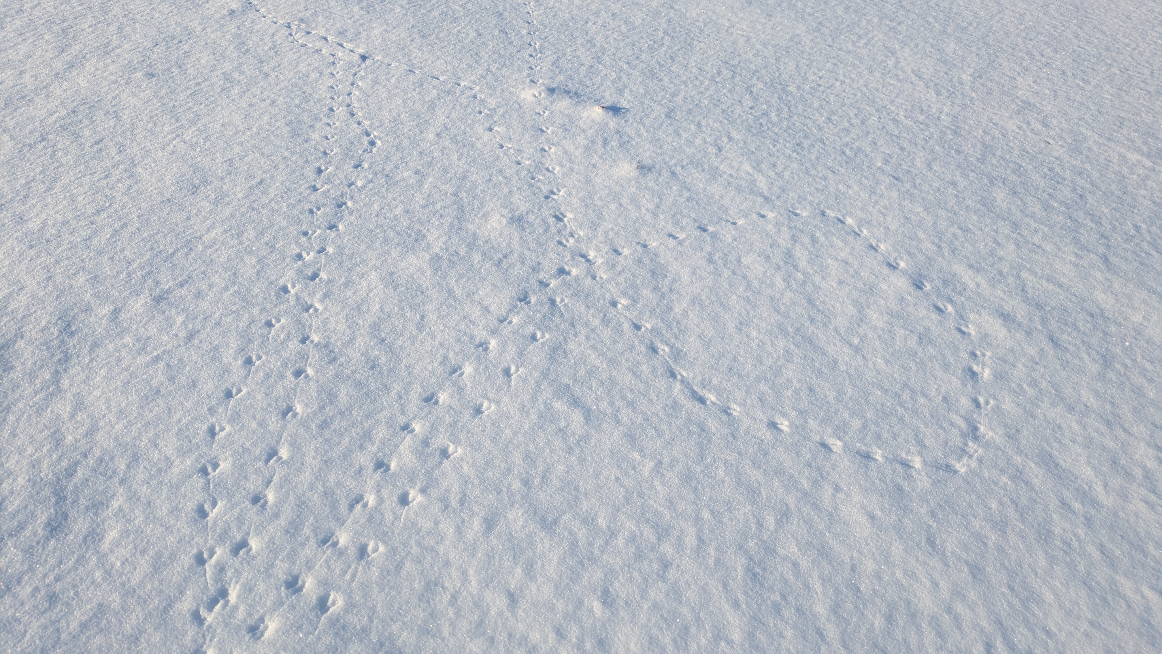 Fährten von Nagetieren im Schnee, Foto: Mirjam Rederlechner, Lizenz: NaturSchutzFonds Brandenburg