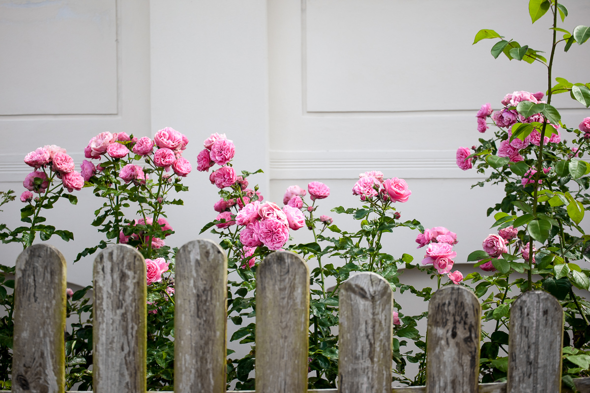 Blumen hinter dem Hofzaun, Foto: Jedrezj Marzecki, Lizenz: Tourismusverband Fläming e.V.
