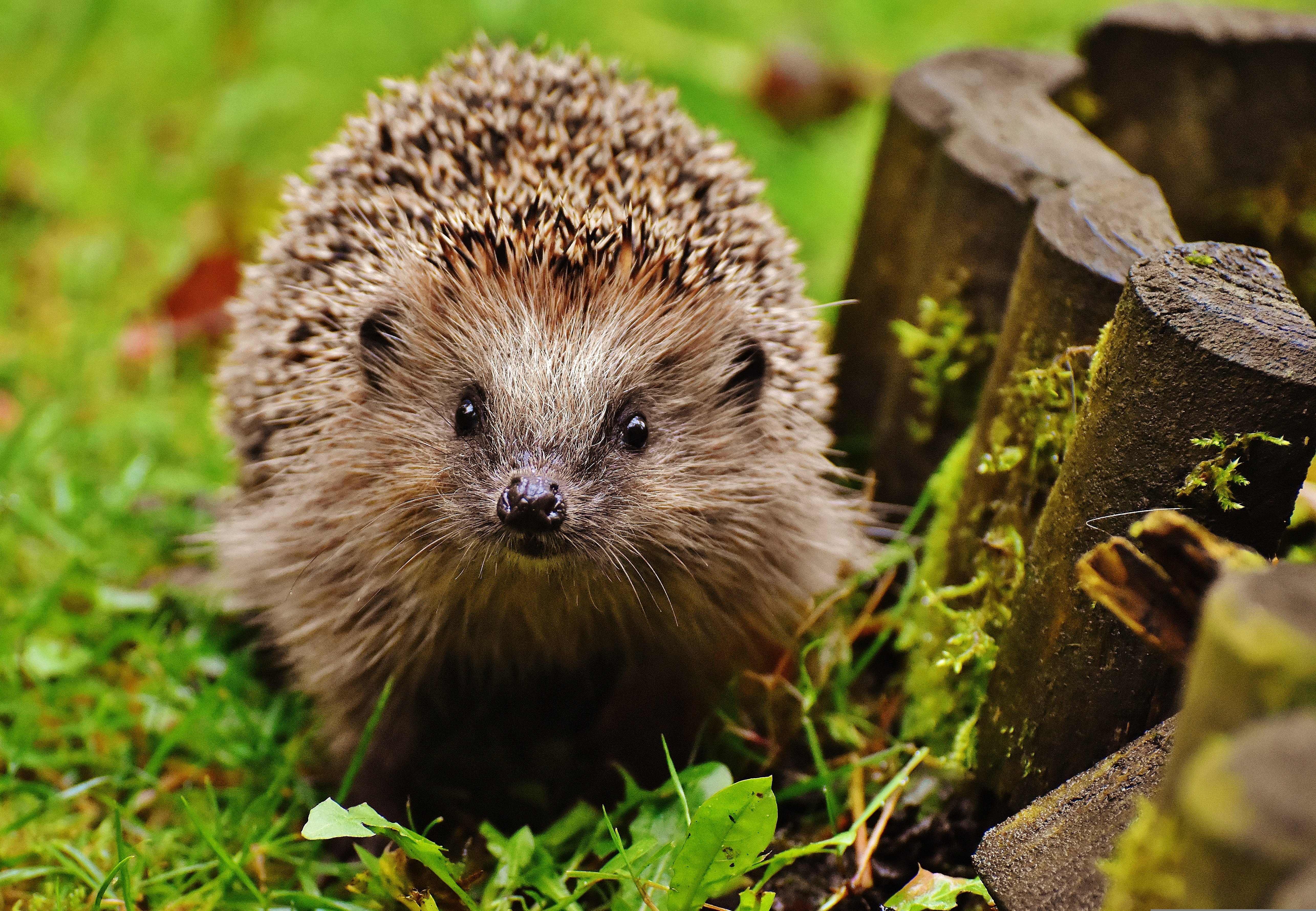 Igel im Garten, Foto: alexas_fotos from Pixabay
