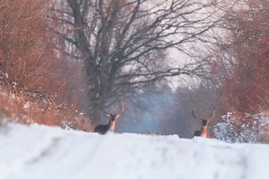 Wild im Winter, Foto: Steffen Bohl, Lizenz: Steffen Bohl