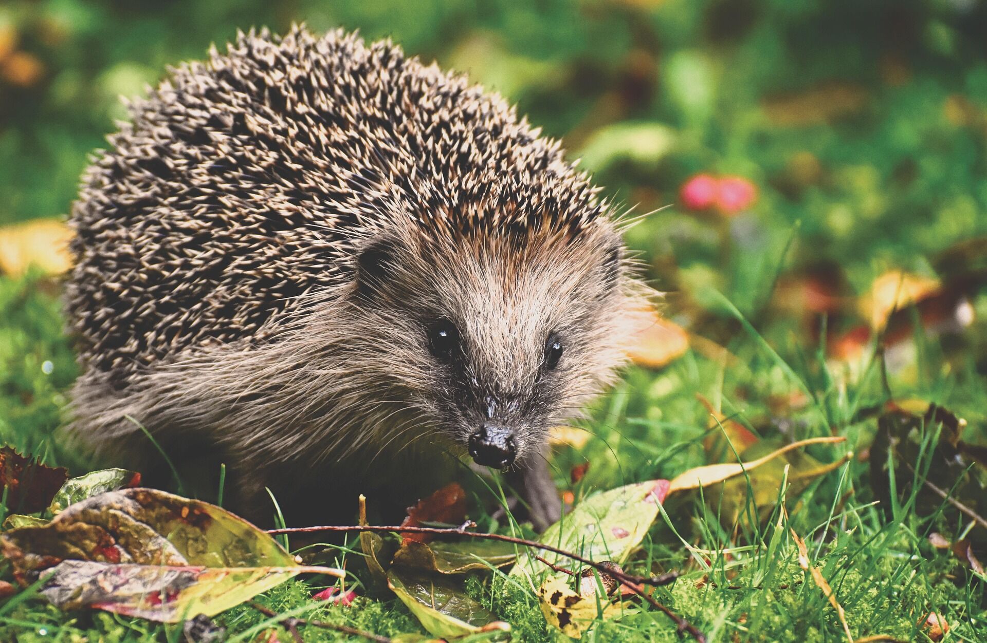Igel, Foto: Alexa from Pixabay