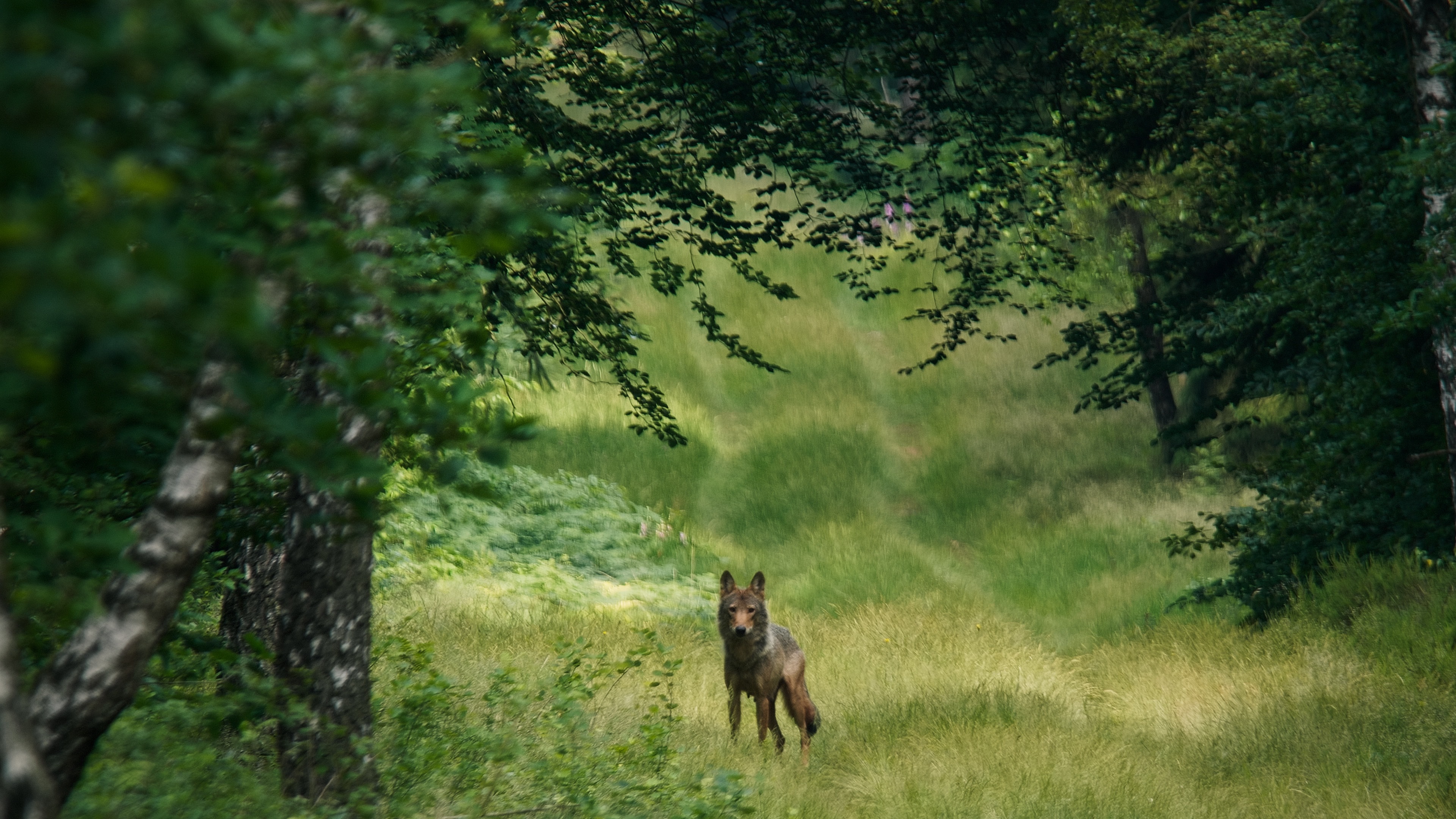 Wolf auf Waldlichtung, Foto: ifproductions_Sebastian Koerner