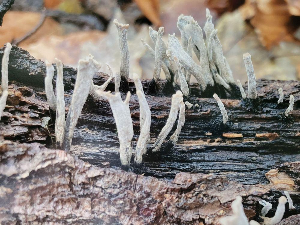 Pilzfoto von Christof Reinecke