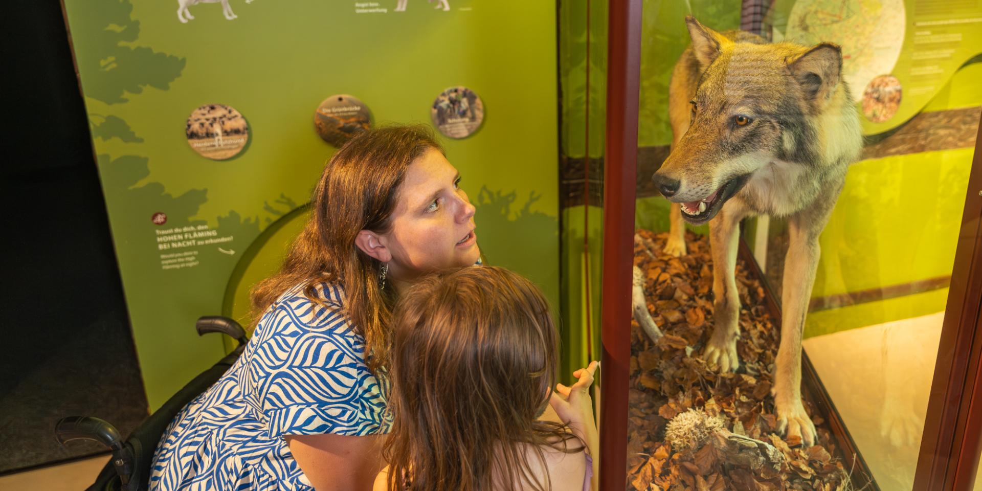 Aug in Aug mit dem Wolf in der Naturparkausstellung