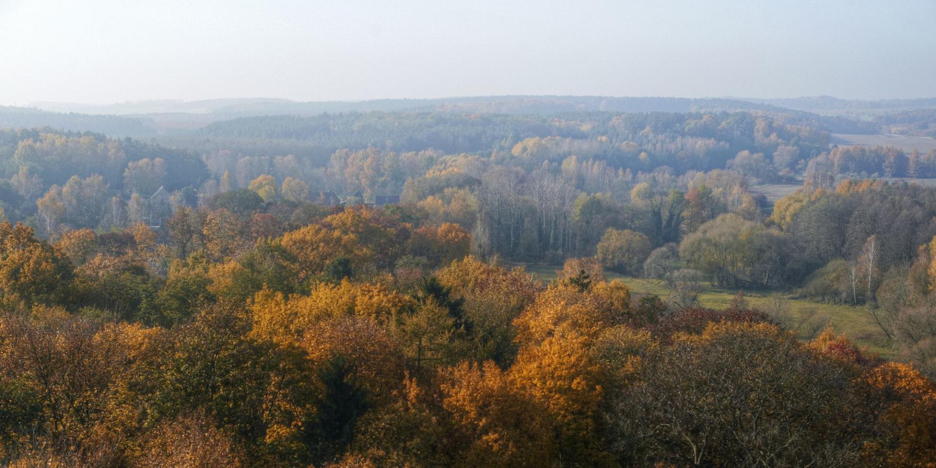 Blick vom Burgturm Bad Belzig auf Herbstwald