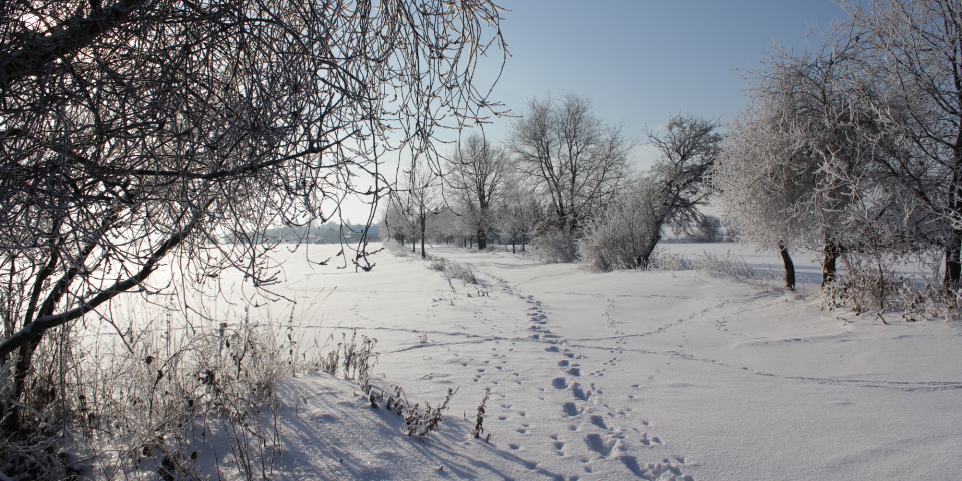 Verschneite Winterlandschaft bei Garrey mit Sträuchern, Bäumen und Tierspuren im Schnee