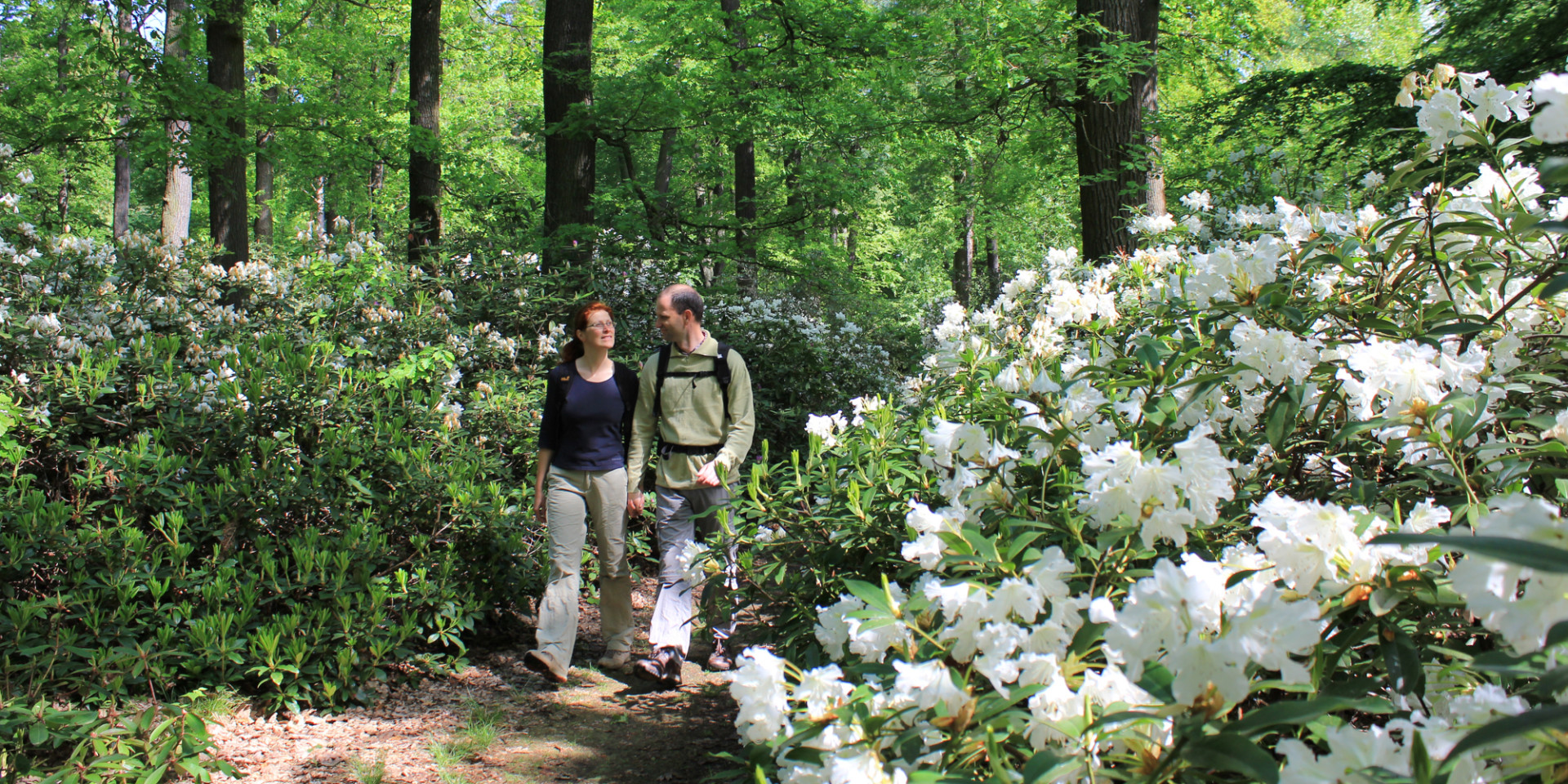 Ein Paar wandert an weiß blühenden Rhododendren im Schlosspark Wiesenburg vorbei