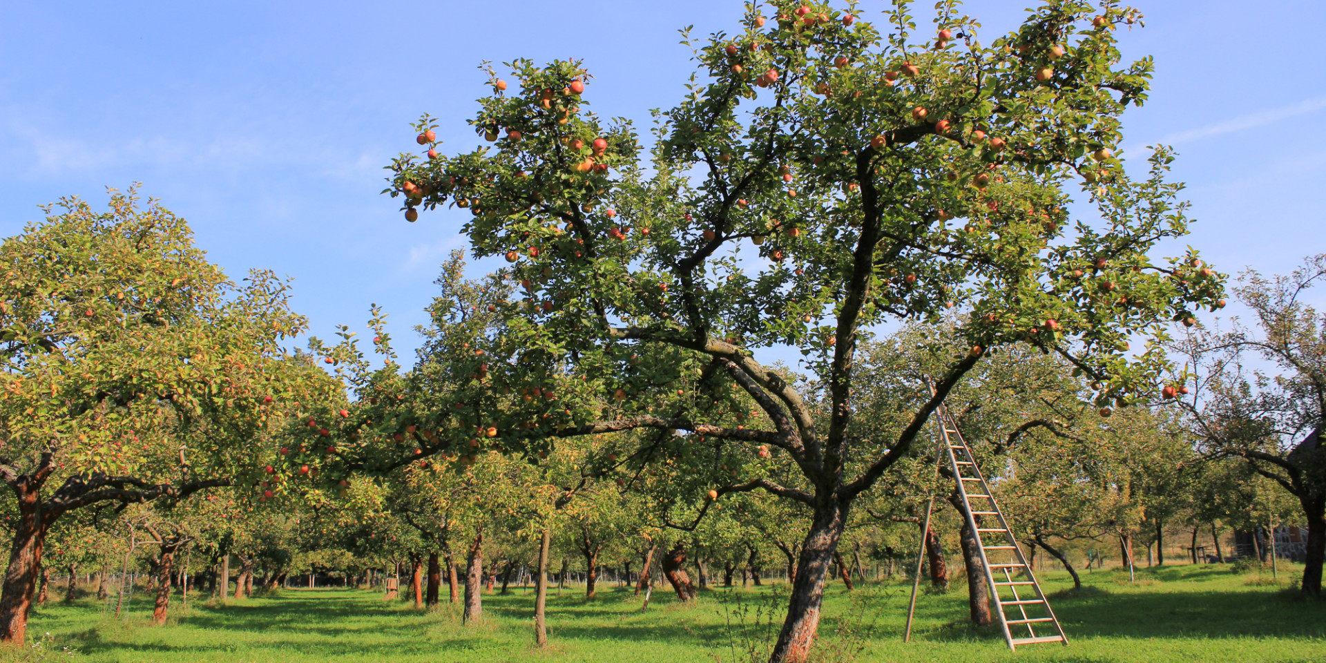 Blick auf einen alten Apfelbaum auf einer Streuobstwiese