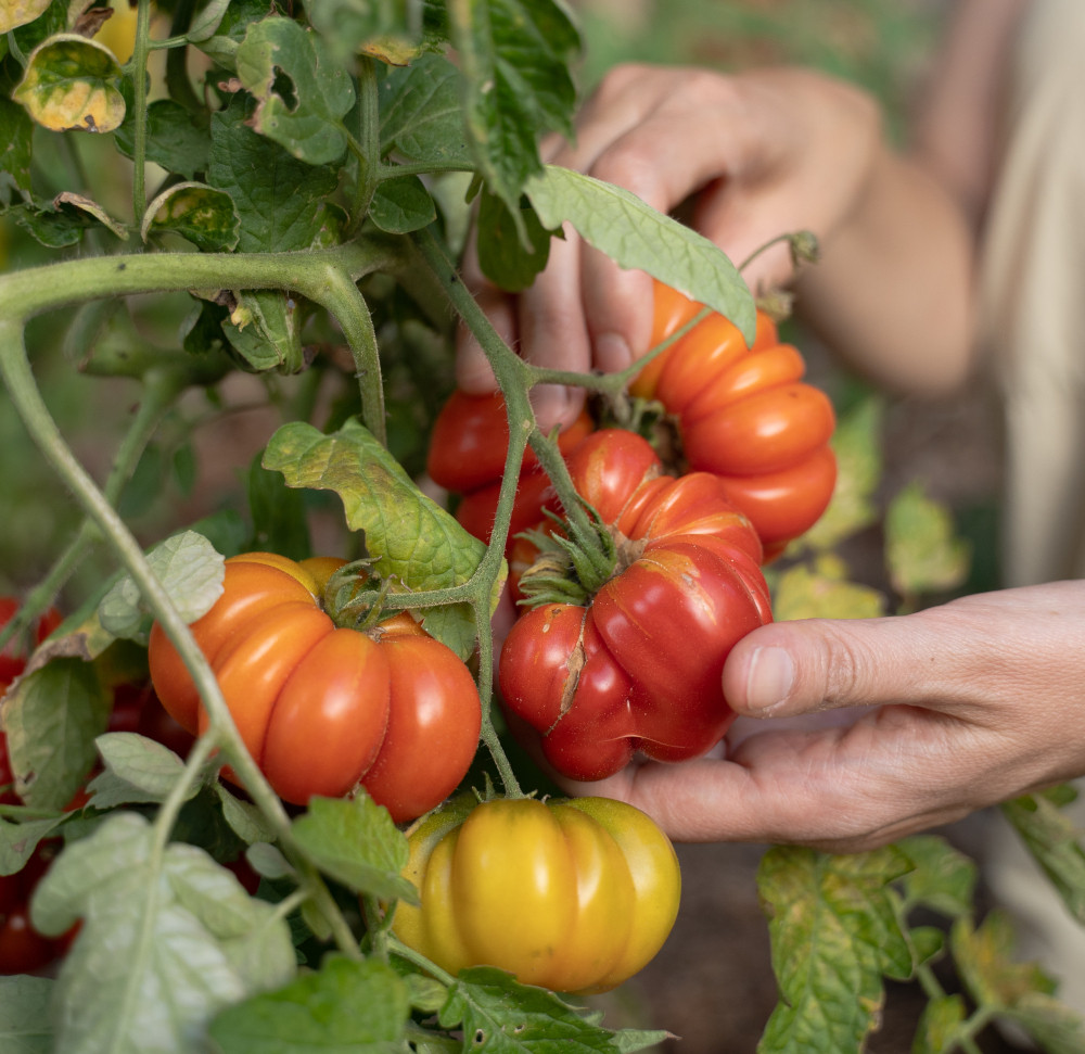 Hände betasten rote, tief gefurchte Tomatenfrüchte