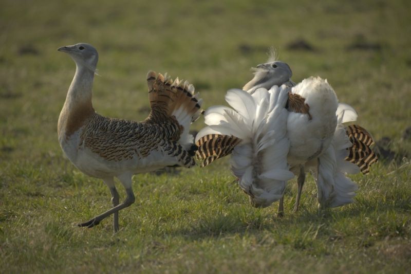 Großtrappe (Otis tarda)
