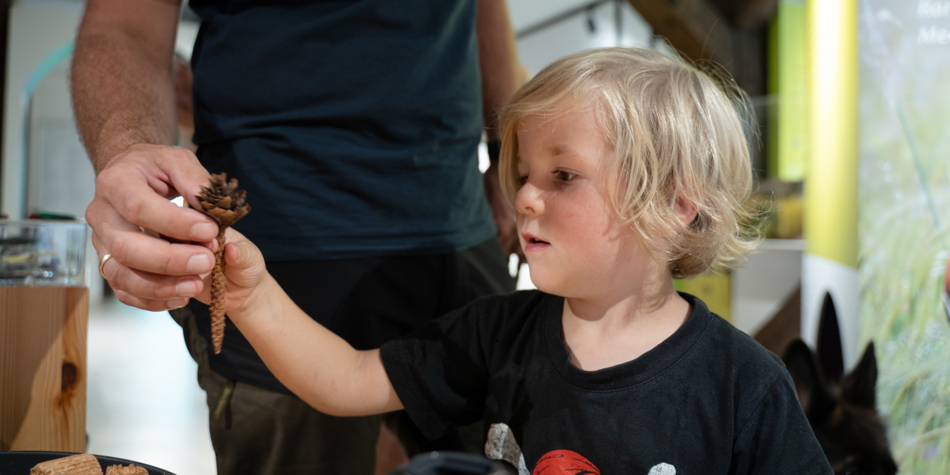 Blonder Junge schaut sich abgenagten Fichtenzapfen an