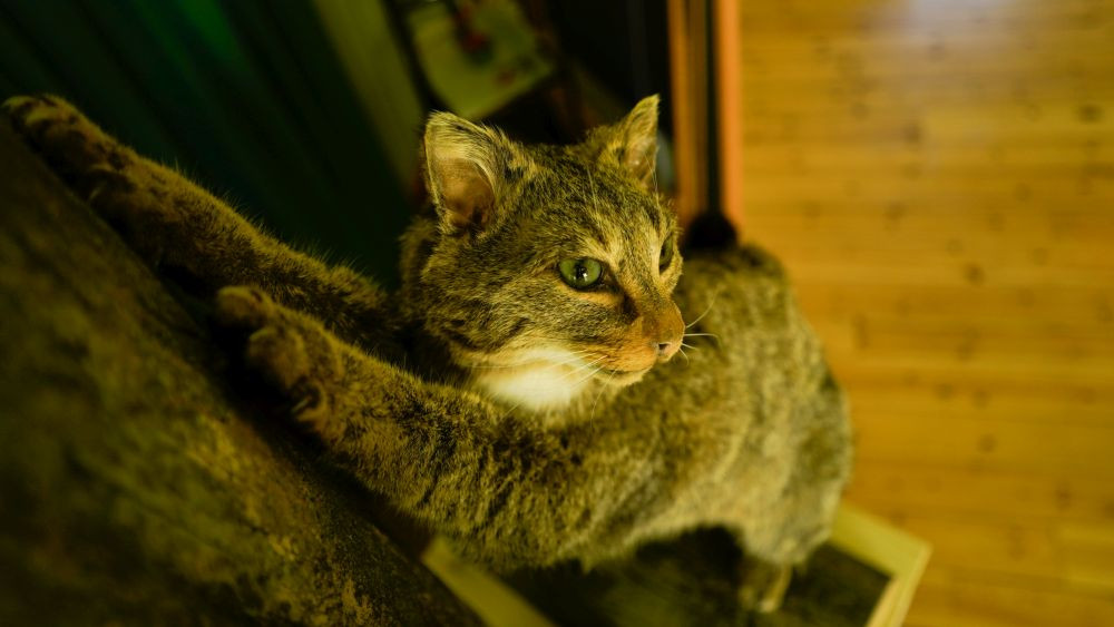 Wildkatze