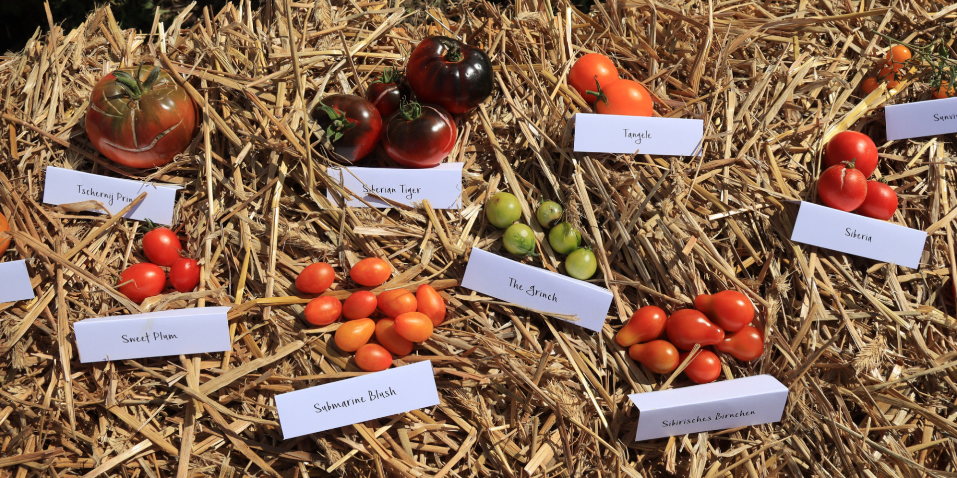 Bunte Tomaten, die mit Sibirisches Birnchen oder Submarine Blush beschriftet sind