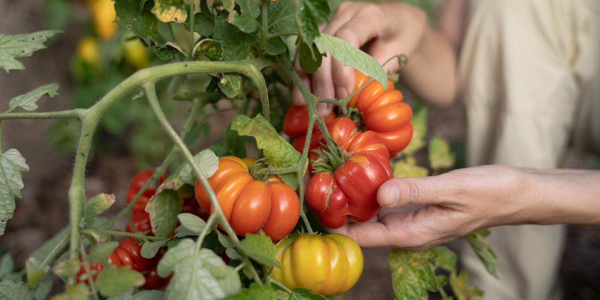 Rote Tomate mit Furchen