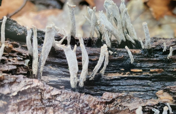 Pilzfoto von Christof Reinecke