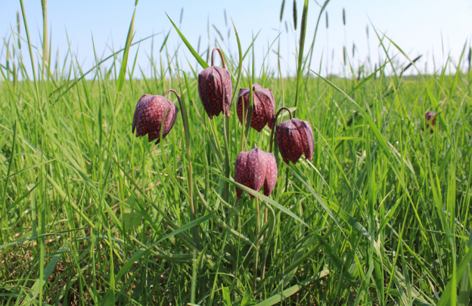 Violett-karierte Blüten der Schachbrettblume bei Ziesar