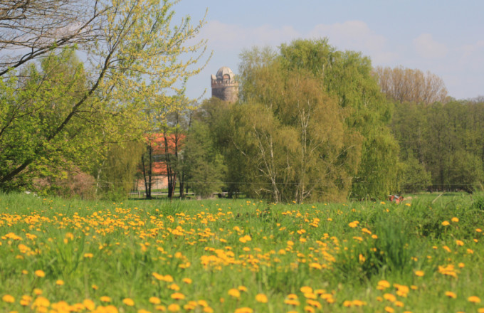 Blick über eine gelb blühende Löwenzahnwiese auf die Bischofsresidenz Ziesar mit dem weißen Turmaufsatz, der wie eine Bischofsmütze aussieht