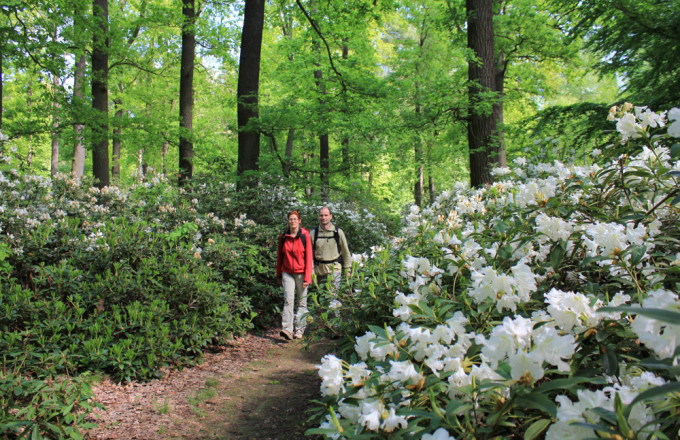 Rhododendronweg im Schlosspark Wiesenburg