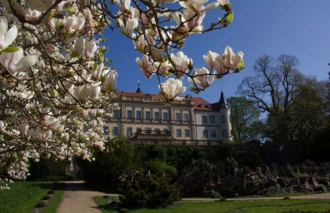 Magnolienblüte vor Schloss Wiesenburg