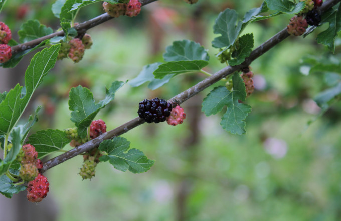 Zweig mit Früchten der Schwarzen Maulbeere, die Brombeeren ähneln
