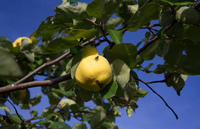 Gelbe Quitten mit grünem Laub vor blauem Himmel