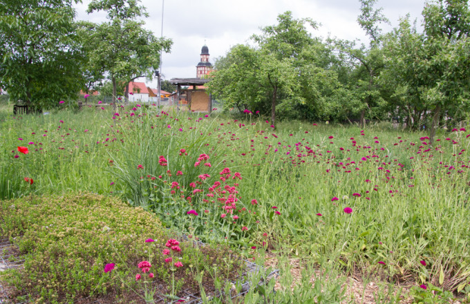 Blick über blühende Wiese und grüner Hecke zur Feldsteinkirche von Raben