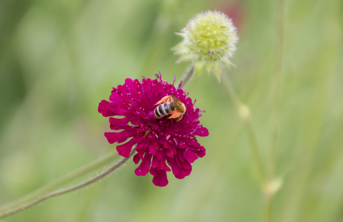 Biene auf einer dunkelroten Witwenblume