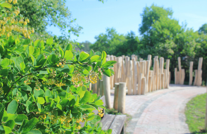Gelbe Berberitzenblüten an einem Weg, der zu aufgestellten Robinienpfählen führt