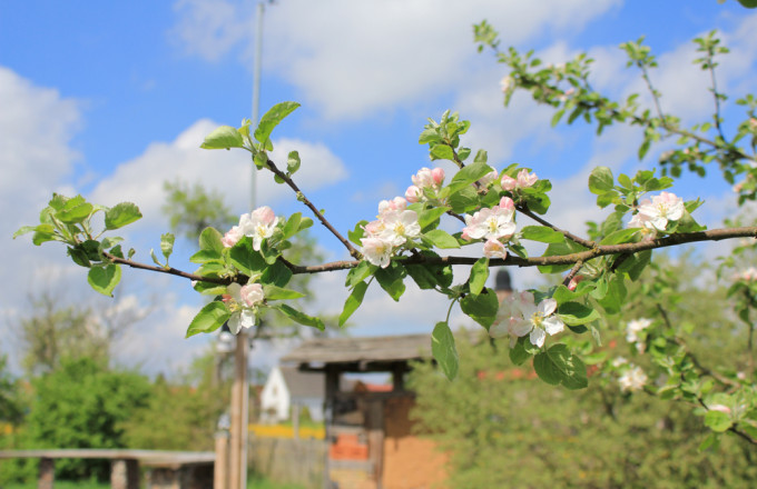 Blühender Apfelzweig