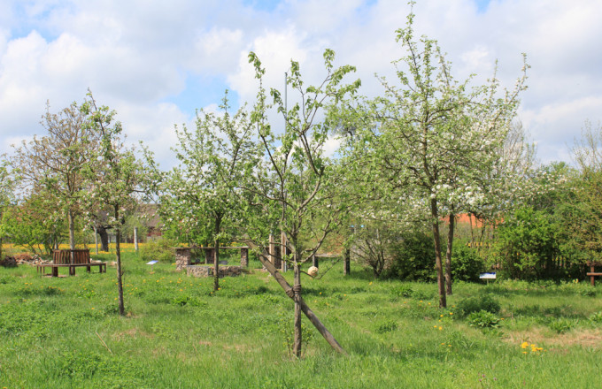 Blick auf eine Streuobstwiese mit jungen Obstbäumen, die zu Blühen anfangen