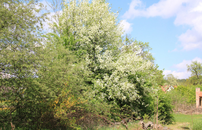 Weiß blühende Wildobsthecke