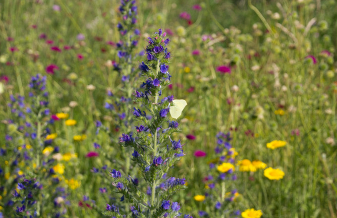 Blauer Natternkopf, gelbe Färberkamille und pink blühende Witwenblume mit einem weißen Schmetterling