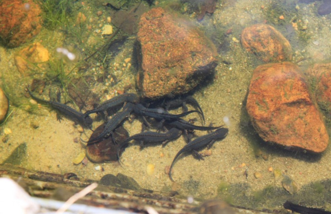 Bergmolche (Ichthyosaura alpestris)