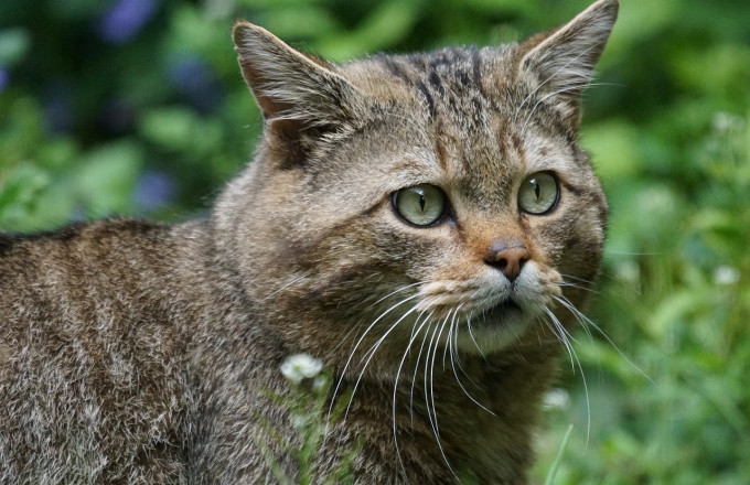 Wildkatze (Felis silvestris)