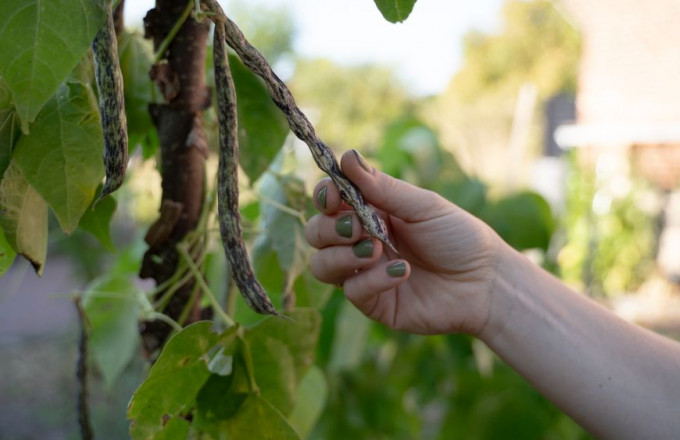 Eine Hand mit grün lackierten Fingernägeln prüft grün-lila gefleckte Bohnen