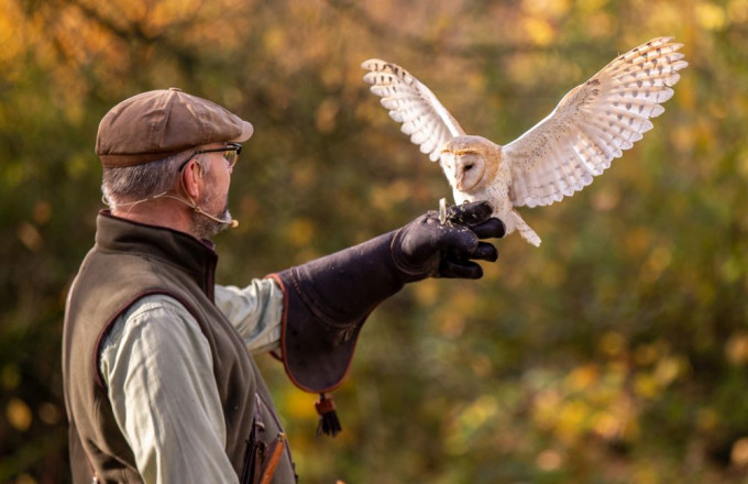 Blick auf die Seite des Falkners, der eine helle Eule auf seinem Arm hat, die ihre Flügel zum An- oder Abflug ausgebreitet hat