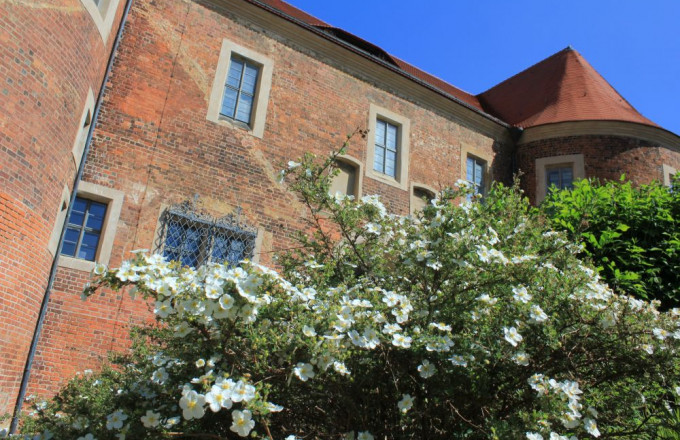 Weiß blühende Rosen vor Burg Eisenhardt aus rotem Backstein