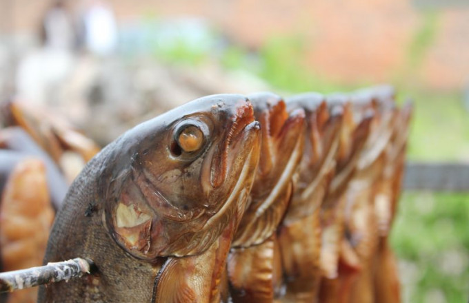 Reihe auf einen Stab gespießter Räucherforellen