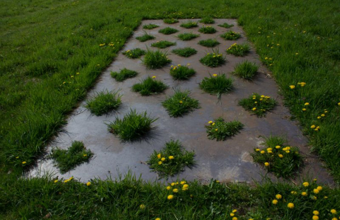 Kunstwerk Gartenbild, eine Stahlplatte auf der Wiese, durch Löcher wächst gelb blühender Löwenzahn