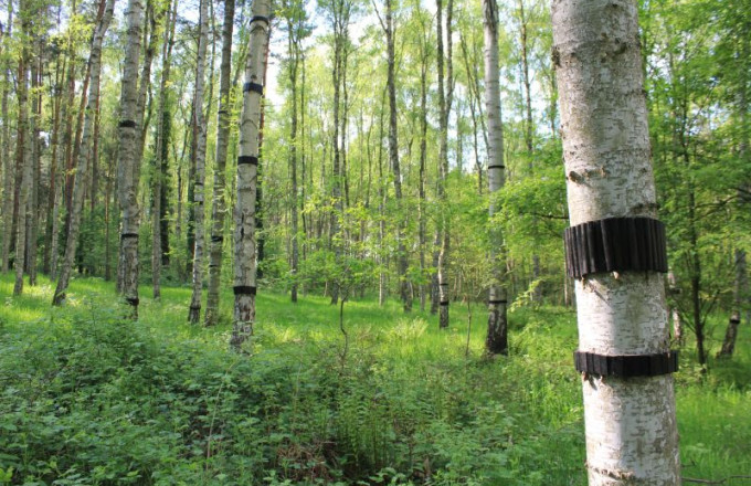 Schwarze Holzringe sind um Birkenstämme gewickelt