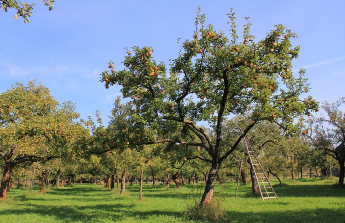 Streuobstwiese Zehrensdorf