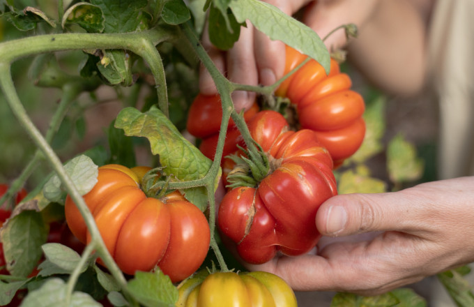Hände betasten rote, tief gefurchte Tomatenfrüchte
