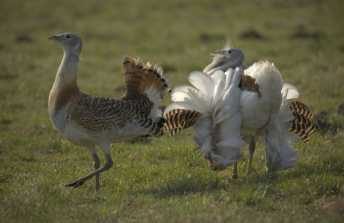 Großtrappe (Otis tarda)