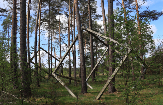 Zwei große Holz-Gerüst-Würfel stehen zwischen Kieferstämmen